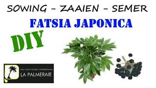 sowing the Fatsia japonica [upl. by Oralla]