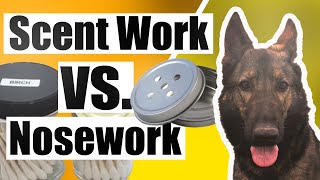 AKC Scent Work VS NACSW K9 Nose Work Dog Sports [upl. by Noicpesnoc]