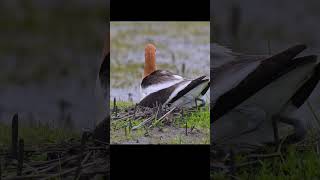 American Avocet Hatching Eggs shorts birds americanavocet wildlife [upl. by Siuol]