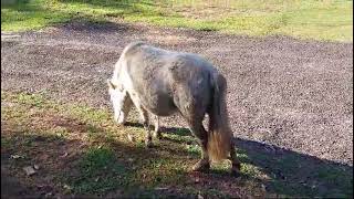 pônei Belinha 🐴❤️minihorse ponei poney [upl. by Ajax]