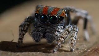 Best Spider Moments  Top 5  BBC Earth [upl. by Anerres779]