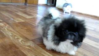 Pekingese puppies for sale [upl. by Eneles]