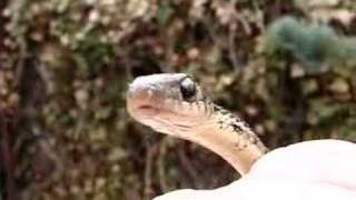 Garter Snake In My Garden [upl. by Ahsilrae124]