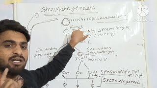 Spermatogenesis youtube [upl. by Purington358]