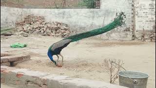 Beautiful Peacock  Peacocks HD  Amazing Bird मोर  الطاووس  Mor [upl. by Claud]