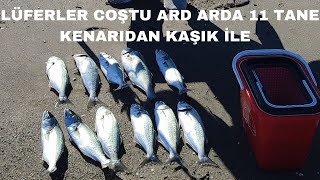 LÜFER AVI  ARD ARDA 11 TANE LÜFER  KIYIDAN KAŞIK İLE BLUEFİSH FİSHİNG [upl. by Oibesue230]