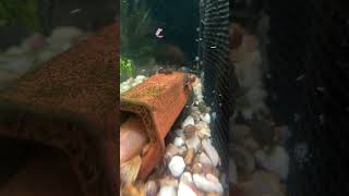 Pleco Update [upl. by Hinckley]