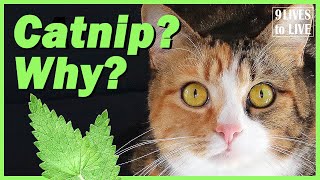 What You Dont Know about Catnip [upl. by Nyleuqcaj]