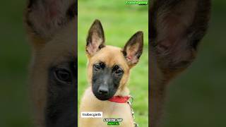 🔥DOG TRAINING MALINOIS dog germanshepherd k9trainer malinois belgianmalinoisdog [upl. by Tavia]