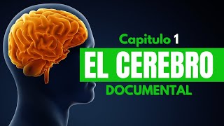 Cap 1 El Cerebro  Documental [upl. by Alaek742]