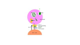 Helper T Cell Activation Tiny Teach [upl. by Faust]