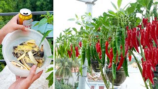 Tips for growing Chili in plastic bottles with many fruits and for year round harvest [upl. by Betty]