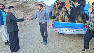 Charms of village life Babak sells old sheep and brings young goats to the village [upl. by Ardine]