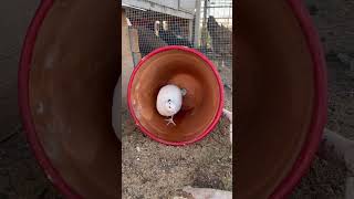 Quail enclosure… quail coturnixquail coturnix shortsfeed covey quailmom quails [upl. by Eichman]