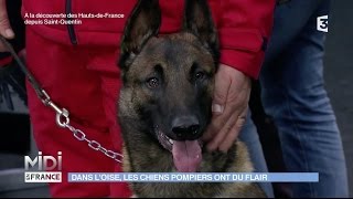 Chiens pompiers  lunité cynotechnique de lOise [upl. by Small]