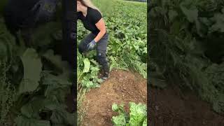 UNE AGRICULTRICE NOUS PARTAGE SON METIER EN VIDEO  agricultrice machinesagricoles farming [upl. by Eardna340]