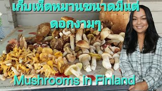 Mushrooms in Finland IsaanFinland [upl. by Ayatal]