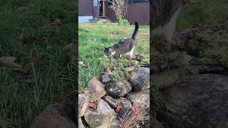 Lucy Goosey runs adorably along my rock wall [upl. by Ari]