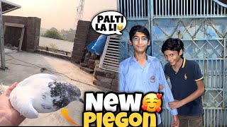 New Piegon La Aya😍  Umer Sa La Li Palti 😂  Rehman Nasir Vlogs [upl. by Assele]