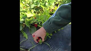 Strawberry picking in perth [upl. by Zipporah337]