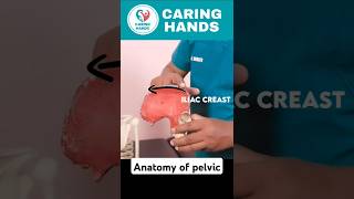 The Anatomy Of Pelvis☠️ pelvic anatomy humananatomy medicalscience healthcare shorts ytshorts [upl. by Atteuqal]