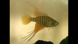 Killifish  Hypsolebias sertanejo  How to Hatch amp Breed [upl. by Morris81]