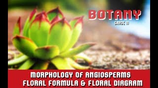 Morphology Of Angiosperms  Floral Formula amp Floral Diagram  Features Of RootStemLeaf  Section 6 [upl. by Nylirac]