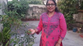 Medicinal Value Of Nirgundi  Vitex Negundo   Explained by Dr Vandana  Umrao Vaatika [upl. by Charla508]