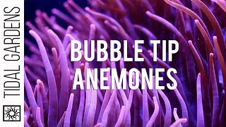 Bubble Tip Anemones [upl. by Gladwin]