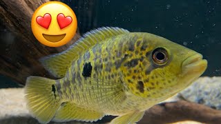 New Centrals from Cichlids of the Americas [upl. by Cchaddie]