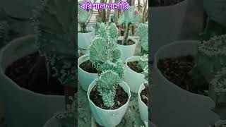 barisal nursery shortvideo barisal nursery cactus kawsar green farm [upl. by Assili]