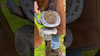 satisfying horse hoof trimming horsecare horsehoof satisfying hoof [upl. by Gwenni]