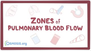 Zones of pulmonary blood flow [upl. by Frerichs]