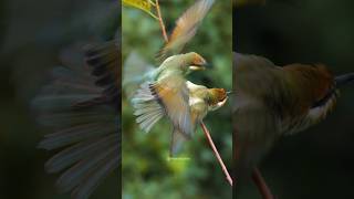 European Bee Eater birds fighting Wincent 4pRT1 bird nature wildlife [upl. by Retlaw]