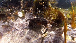 Camping Life Scotland  Dive St Abbs [upl. by Unity]