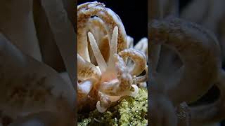 Solarpowered nudibranch lembeh scubadiving [upl. by Francois]