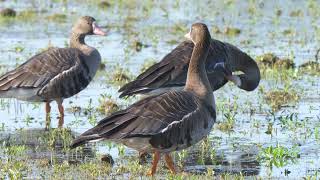 WHITEFRONTED GEESE [upl. by Helga958]