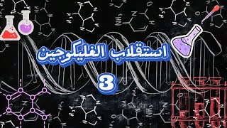 استقلاب الغليكوجين 3 Glycogen Metabolism [upl. by Vicki]