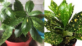 Aucuba Japonica Grow amp Care [upl. by Onimod20]