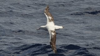 Dynamic Soaring How the Wandering Albatross Can Fly for Free [upl. by Eaned]