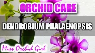 Orchid Care  Dendrobium Phalaenopsis Anna Green and Polar Fire [upl. by Donna]