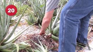 Aloe Vera Plant Care  Removing Pups and leaves [upl. by Theran]