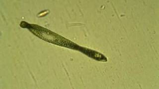 Euglena ehrenbergi [upl. by Dahc]