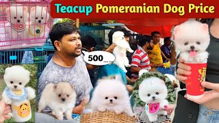 Teacup Pomeranian dog price in India  Pomeranian puppies price  cute puppy price  cute Pomeranian [upl. by Itin521]