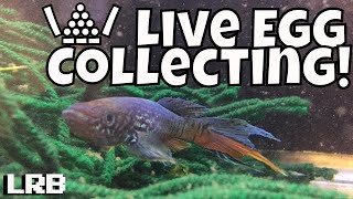 Live POV Collecting Breeding Blue Gularis Killifish Eggs Late at Night [upl. by Fowler77]