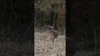 WHITETAILS on the MOVE foryou bowhunting hunting trending behindtheblind deerseason [upl. by Kwei]