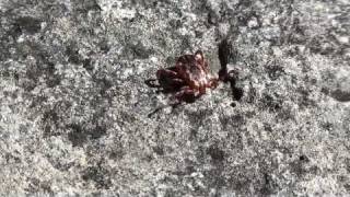 American Dog or Wood Tick Ixodidae Dermacentor variabilis on Rock [upl. by Aznerol891]