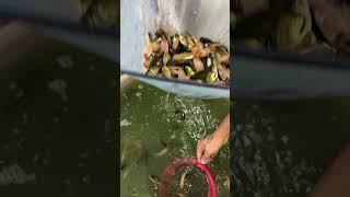 இந்த மீனை வளர்க்க வேண்டாம் ❌ btaqua feeding koi gold fish fish [upl. by Rett188]