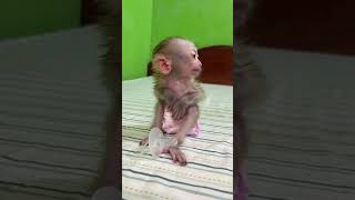 Cute Baby Monkey Home [upl. by Nod354]