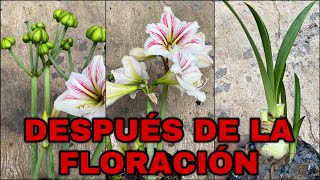 Que Hacer DESPUES De La FLORACIÓN De AMARILIS Lirios AZUCENAS Hippeastrum amarillys [upl. by Eolhc]